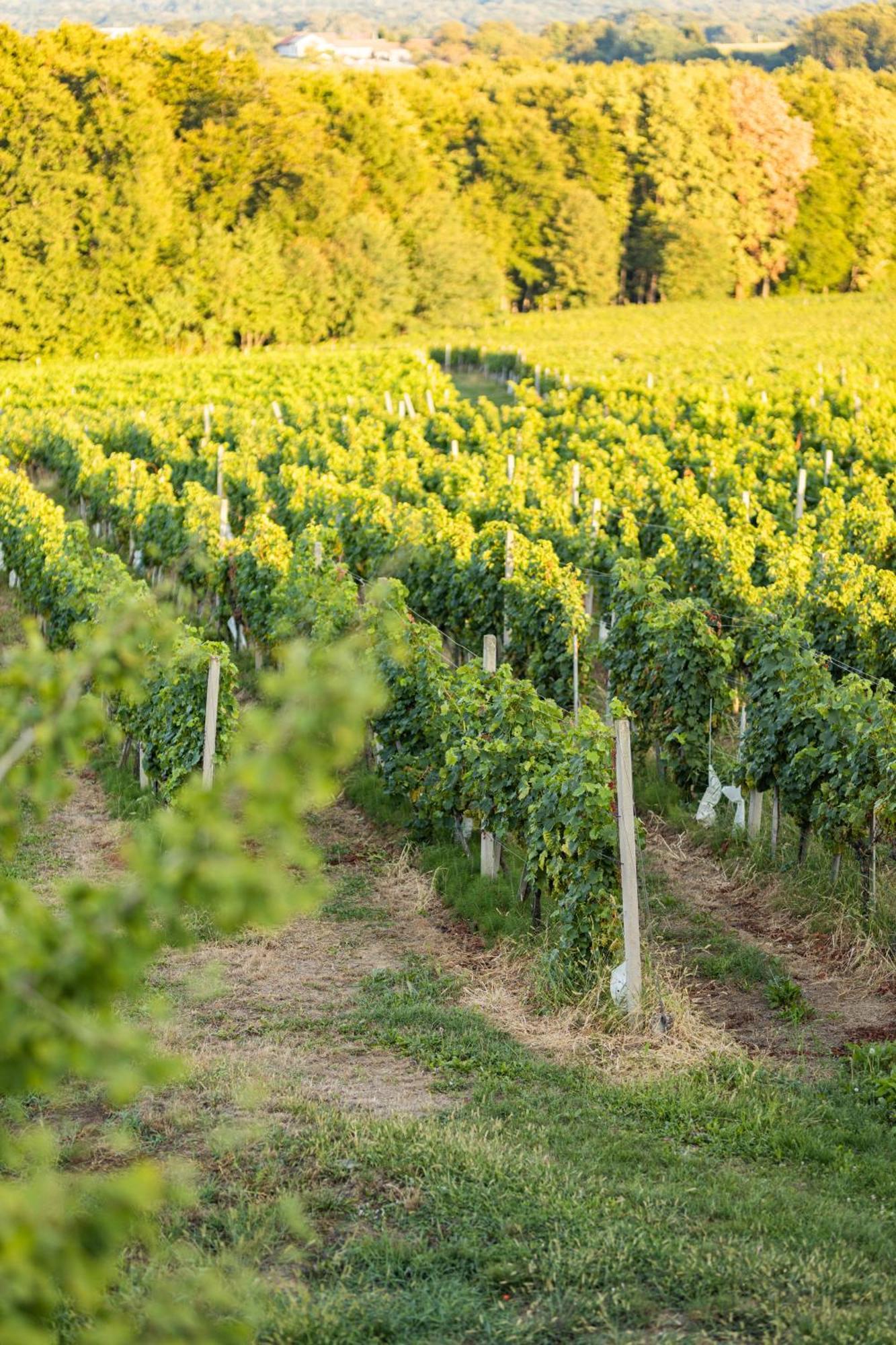 Wine Residence Kerman Strigova Dış mekan fotoğraf